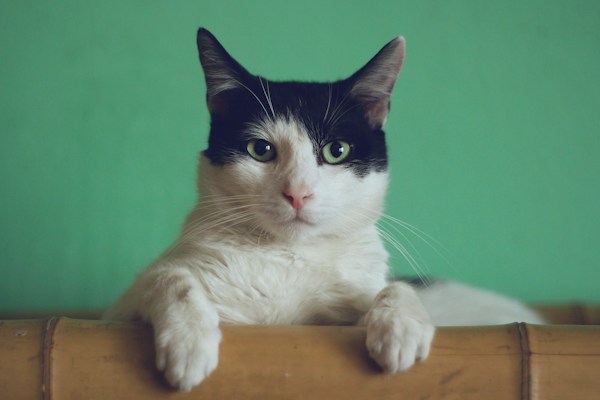 Gato